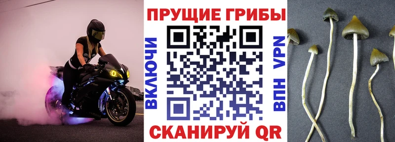 Галлюциногенные грибы Psilocybe  Купить закладки  Ардатов 